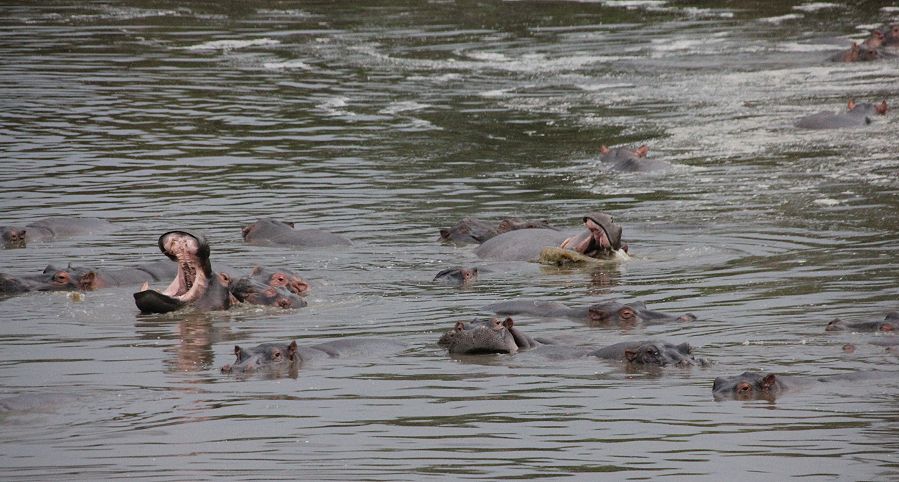 Flusspferde im trockenen Mara River