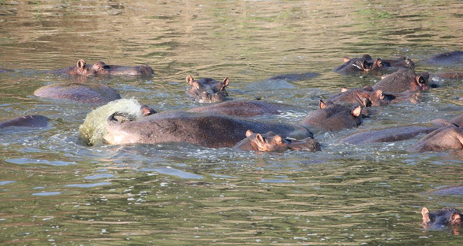 Flusspferde im trockenen Mara River