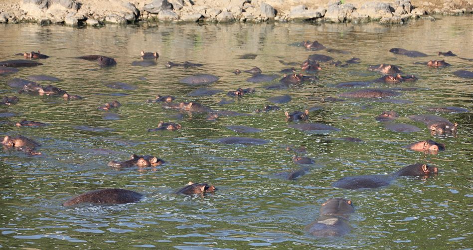 Flusspferde im trockenen Mara River