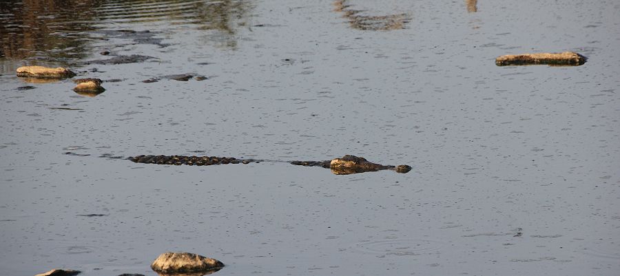 Nilkrokodil im trockenen Mara River