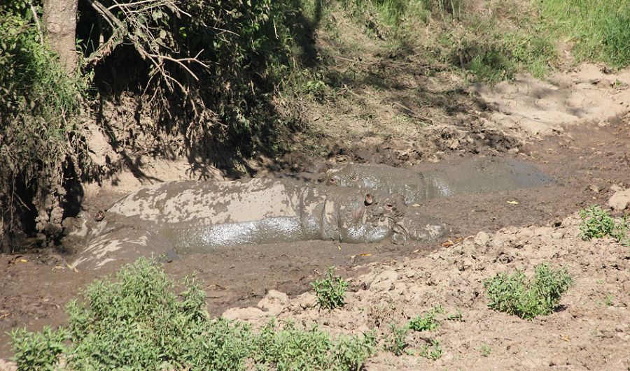 Flusspferde (Hippopotamus amphibius)