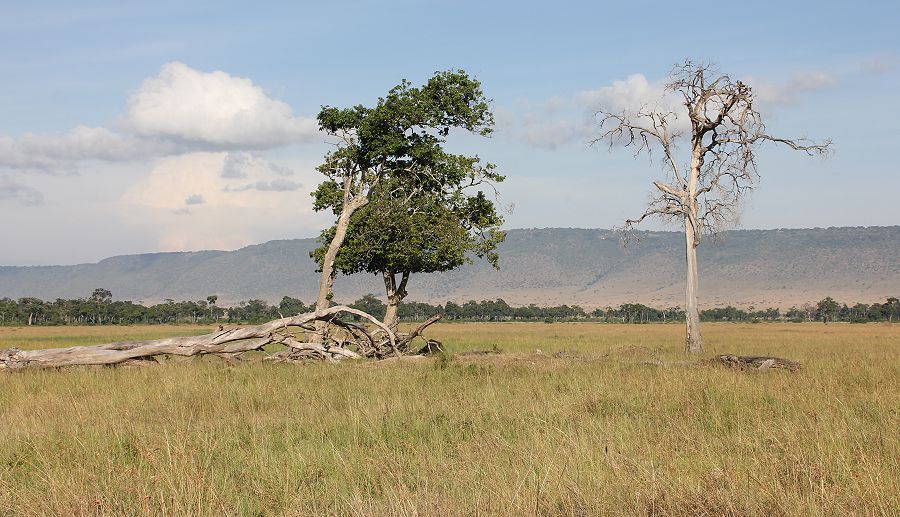 Masai Mara