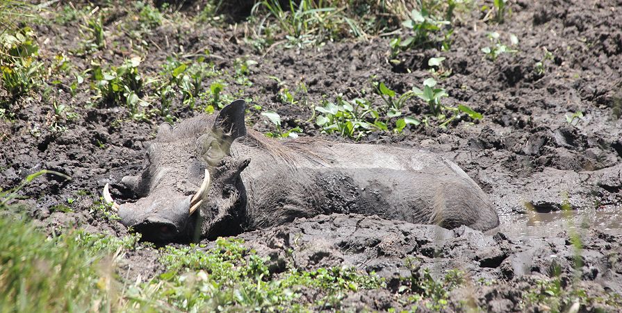 Warzenschwein (Phacochoerus africanus)