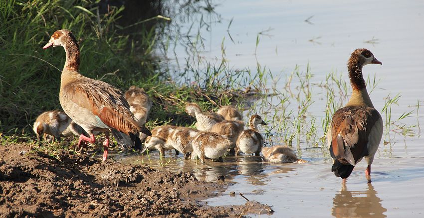 Nilgänse (Alopochen aegyptiaca)