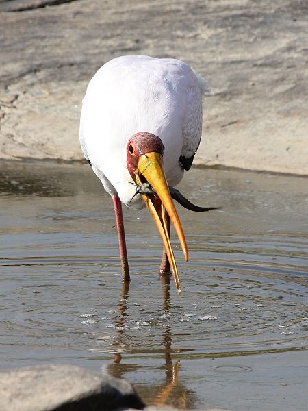 Nimmersatt (Mycteria ibis) 