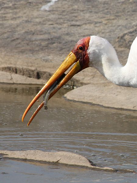 Nimmersatt (Mycteria ibis) 