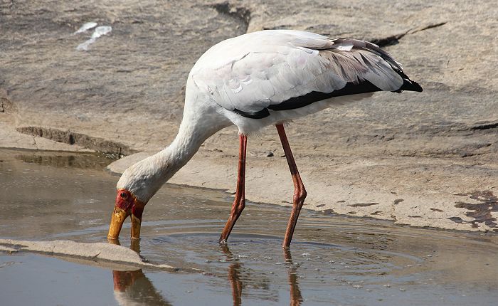 Nimmersatt (Mycteria ibis) 