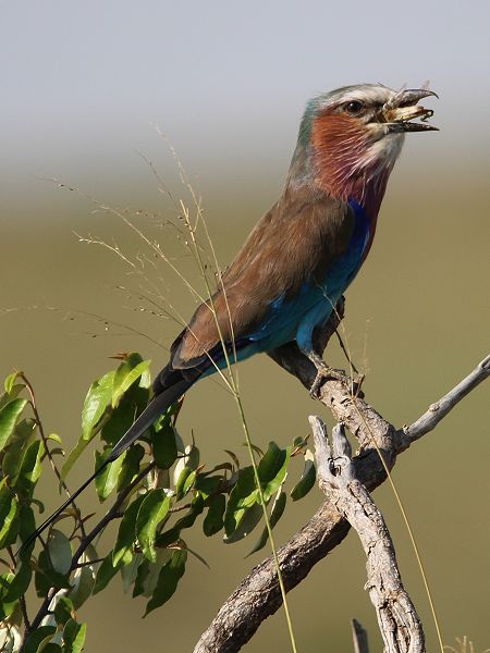 Grünscheitel-oder Gabelracke(Coracias caudata)