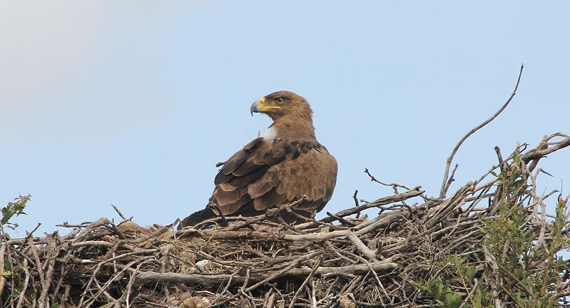 Savannenadler (Aquila rapax)