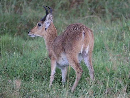 Riebock Männchen (Redunca redunca)