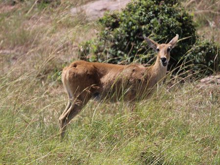 Riebock Weibchen (Redunca redunca)