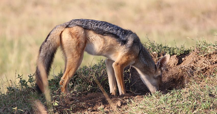 Schabrackenschakal (Canis mesomelas)