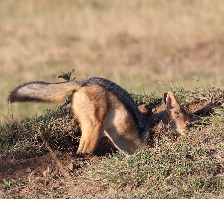 Schabrackenschakal (Canis mesomelas)