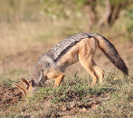 Schabrackenschakal (Canis mesomelas)