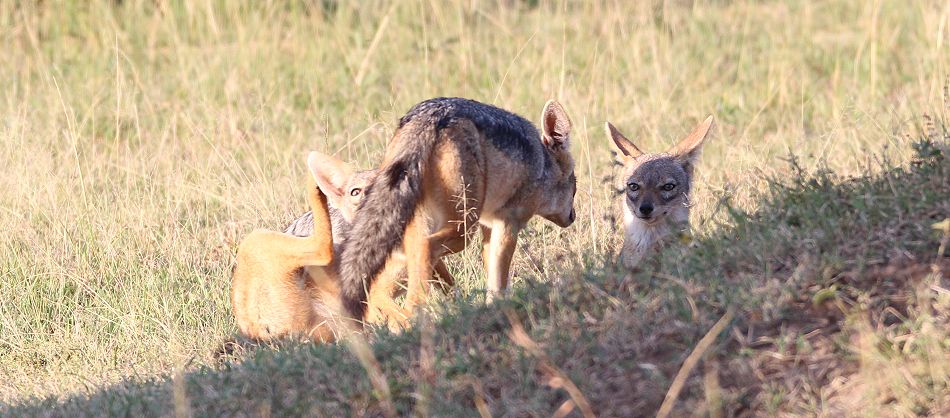 Schabrackenschakal (Canis mesomelas)