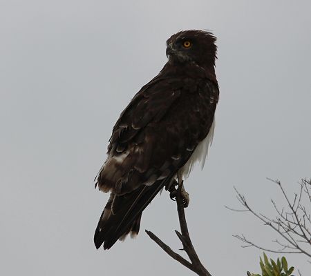 Schwarzbrust-schlangenadler (Cricaetus pectoralis)