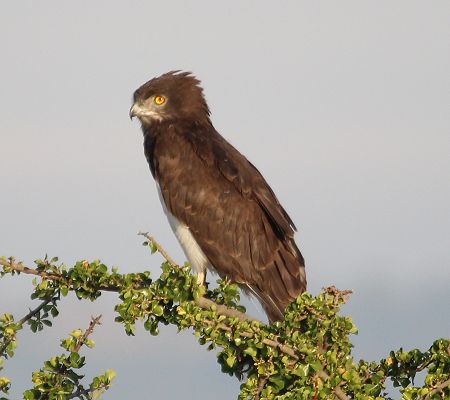 Schwarzbrust-schlangenadler (Cricaetus pectoralis)