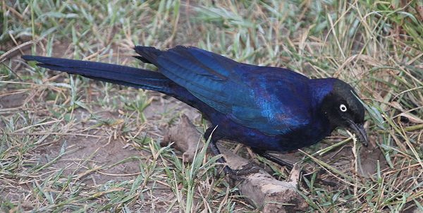 Schweifglanstar (Lamprotornis purpuropterus)