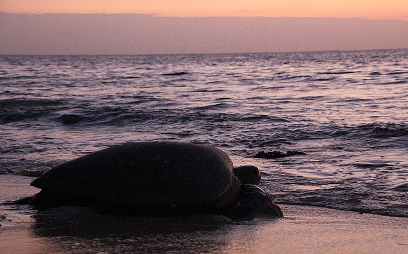 Grüne Meeresschildkröte (Chelonia mydas), Eiablage