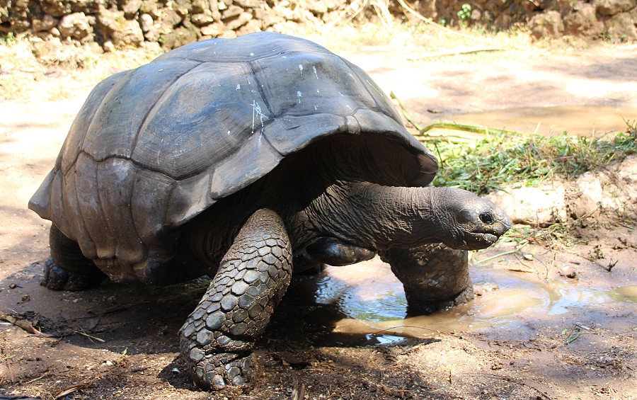 Boko Boko Guesthouse, Aldabra Riesenschildkröte