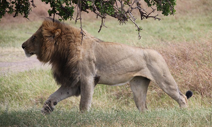 Chnongo, Six Pack Marsh Pride Löwe