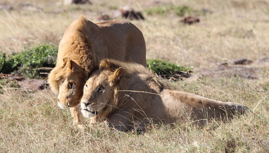 Marsh Pride Männchen