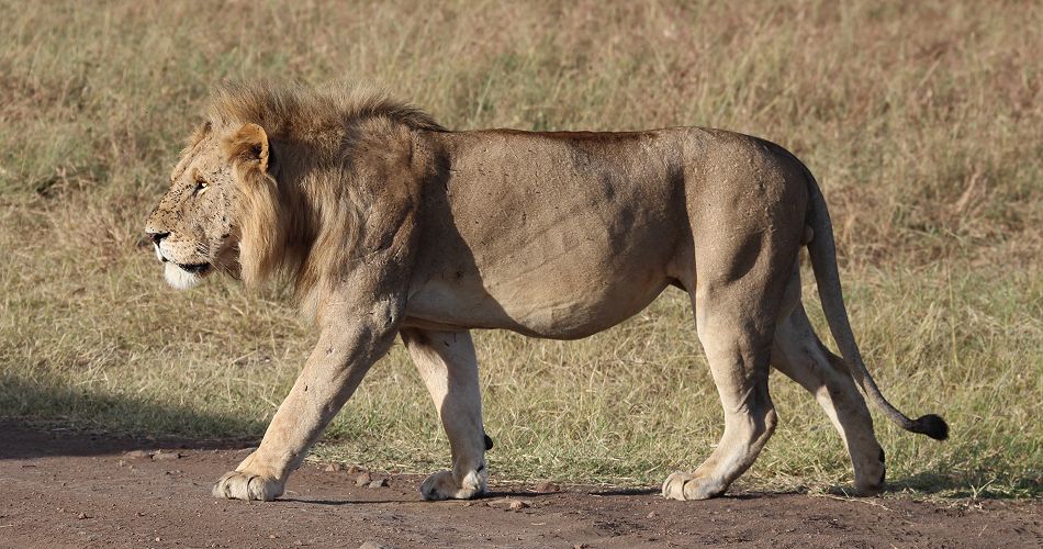 Marsh Pride Löwe, six pack