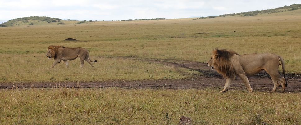 Marsh Pride Lions - Koshoke, Baba Yao,Kibogoyo