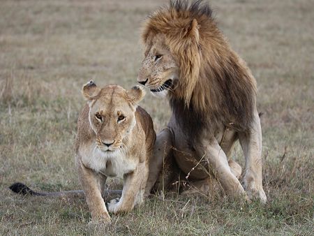 six pack lion Paarung