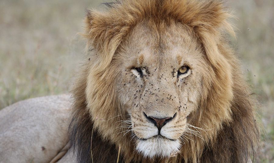 six pack lion from marsh pride