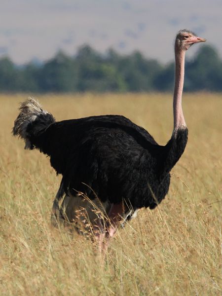 Vogel Strauß - Struthio camelus (Hahn)