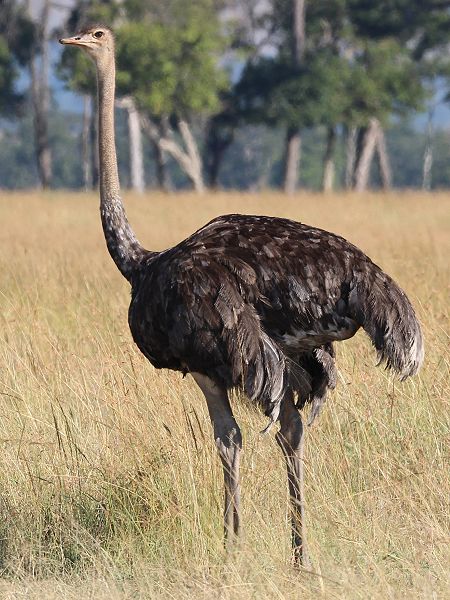 Vogelstrauß - Struthio camelus (Henne)