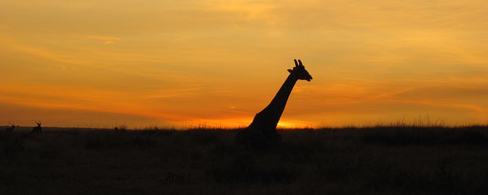 Sonnenaufgang in der Masai Mara