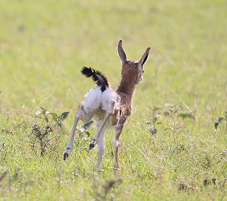 Thomson-Gazelle Kitz (Eudorcas nasalis)