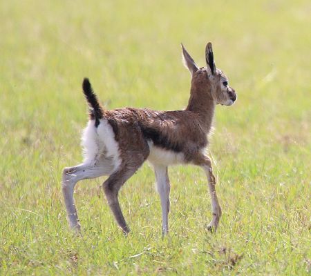 Thomson-Gazelle Kitz (Eudorcas nasalis)