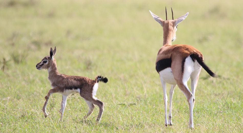 Thomson-Gazelle Kitz (Eudorcas nasalis)