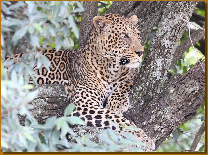 Leopard (Panthera pardus)