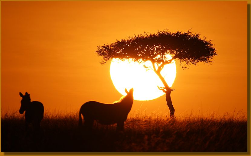 Sonnenaufgang in der Masai Mara