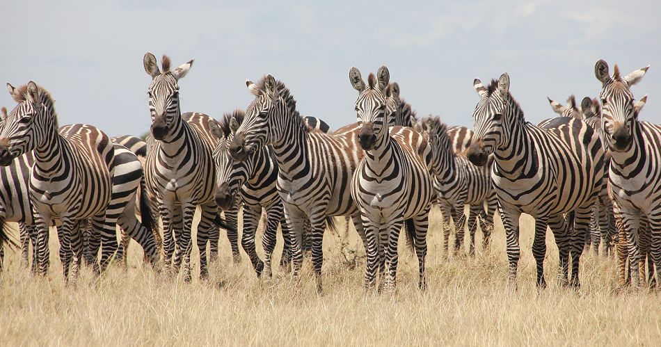 Steppenzebras