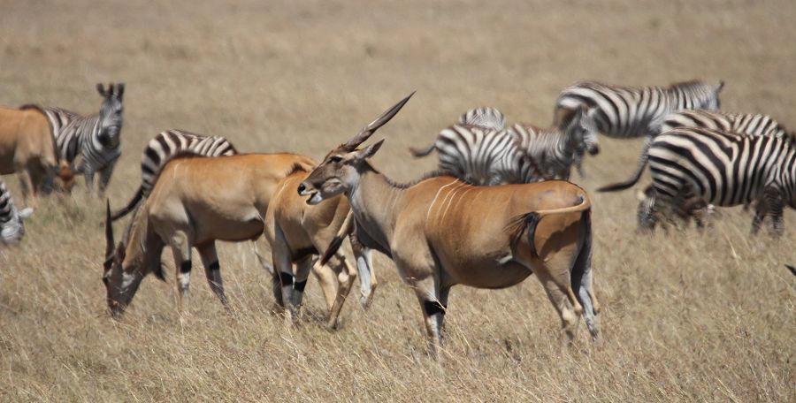 Elenantilope und Steppenzebras