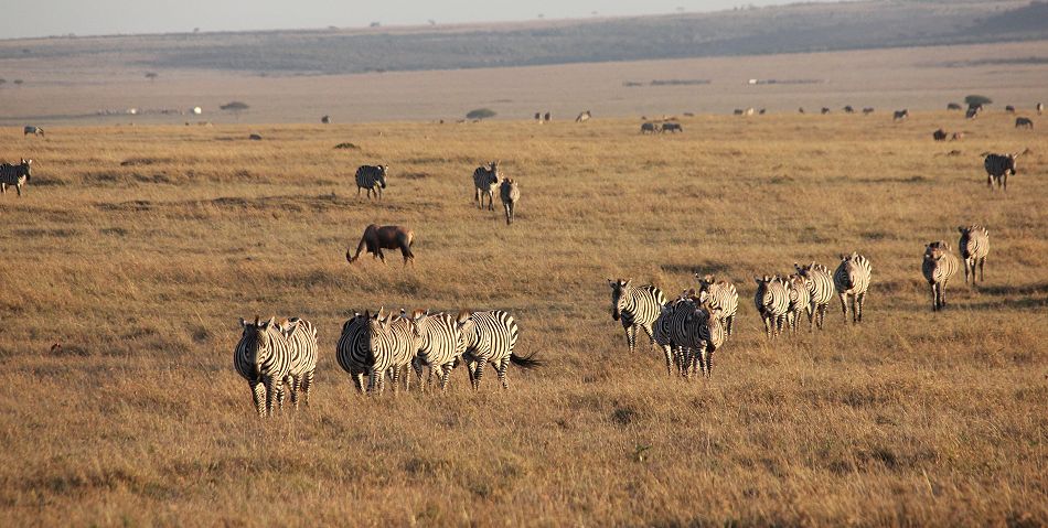 Steppenzebras in der Masai Mara