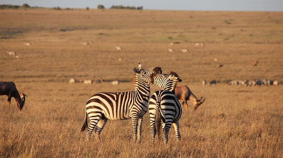 Steppenzebras und Topis