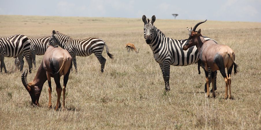 Steppenzebras und Topis