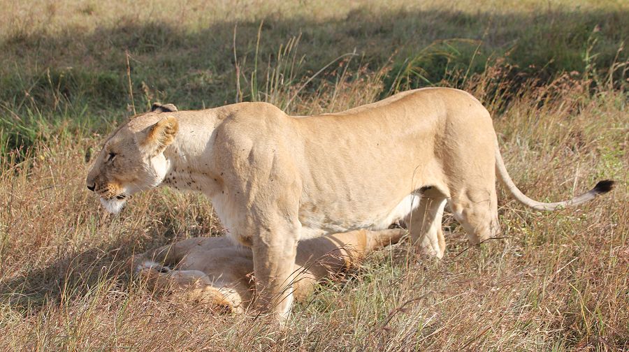 Topi Plains Pride Cubs