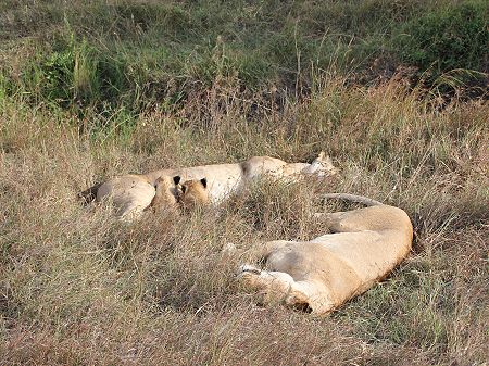 Topi Plains Pride Cubs