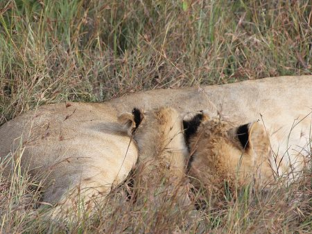 Topi Plains Pride Cubs