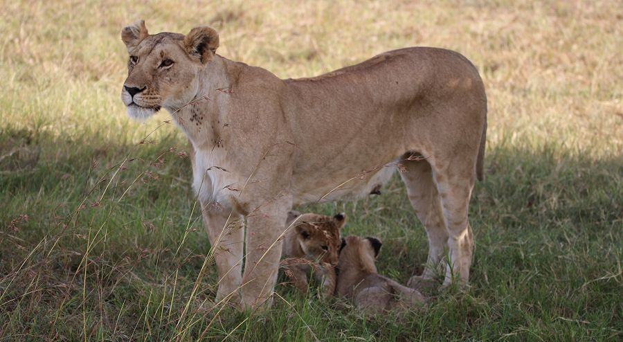 Topi Plains Pride Cubs