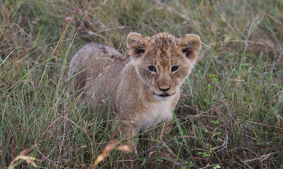 Topi Plains Pride Cubs