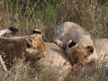 Topi Plains Pride Cubs