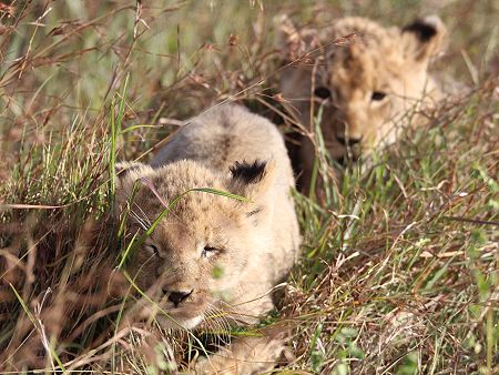 Topi Plains Pride Cubs